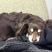 5/15まで！】 4cフシギバース ペテンシーフシギバース【調整パーツ付き