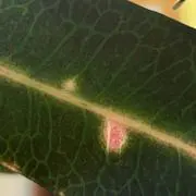 ☆の画像