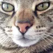 シャチの画像