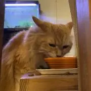 せり