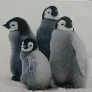 ポンカンの画像