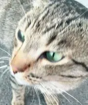ボスの画像