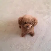 koyukiの画像