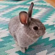 はなちゃんの画像
