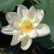 サリル