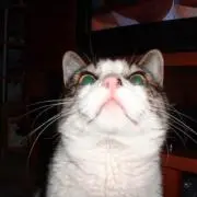 ルーターローの画像