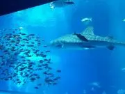 チョコの画像