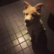 わんわんの画像