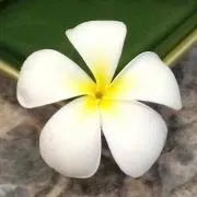 yumikoの画像