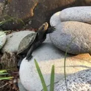 なおこ