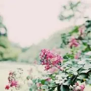 hanaの画像
