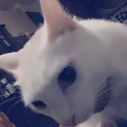 ぽんず⭐️の画像