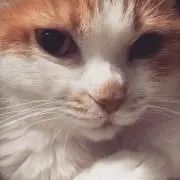 mamecat*の画像