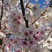 さくらまる