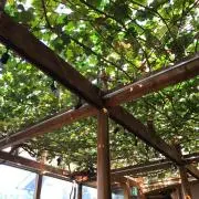 りそかゆ