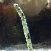 アナゴ君