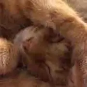 こたろー