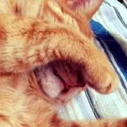 ちゃ(・∀・)