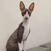 ayapyonの画像