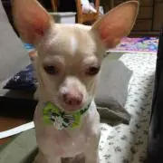 midori