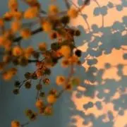 BELLEの画像