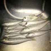 湘南乃風