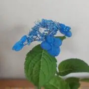 oasisの画像