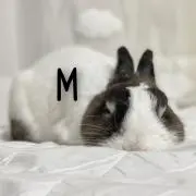 Ma-chun