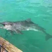 モアナ✴︎プロフ確認お願いいたします✴︎の画像