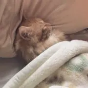 ぴのの画像