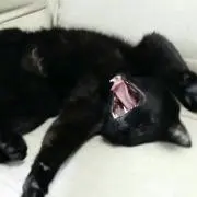 うに