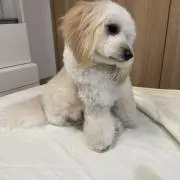 ppの画像