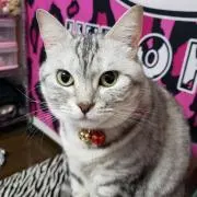 ♥♥チョコべび♥♥