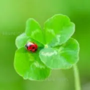 Cloverの画像