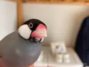 まっつの画像