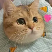 ななこの画像