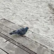 あの画像