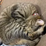 ジジ