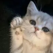 mioの画像