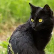 黒猫
