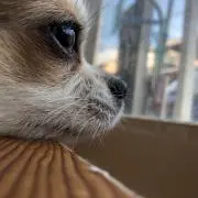 ゆうきの画像