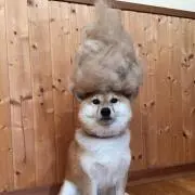 ゆうちんの画像