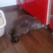 ぬこさまฅ^•ω•^ฅ