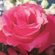 ろーず