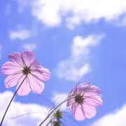 skyの画像
