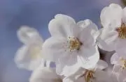 花の画像