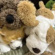 ほわいてぃの画像