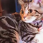 ネコまっしぐらᓚᘏᗢ୧