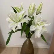 トマトの画像