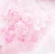 Wの画像